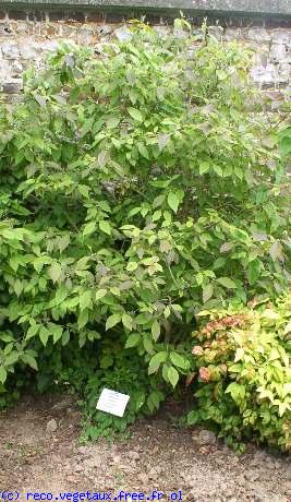 Callicarpa bodinieri 'Profusion'