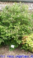 Callicarpa bodinieri 'Profusion'