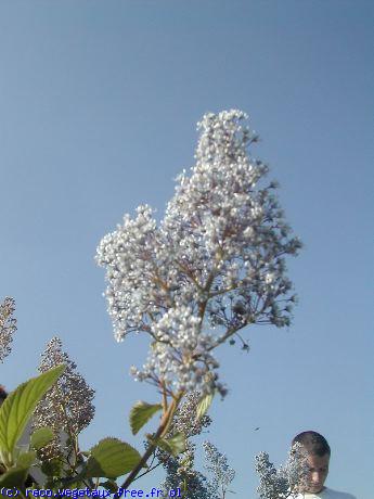 Ceanothus x delilianus 'Gloire de versailles'