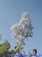 Ceanothus x delilianus 'Gloire de versailles'