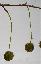 Platanus x acerifolia 