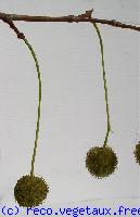 Platanus x acerifolia 