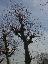 Platanus x acerifolia 