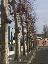 Platanus x acerifolia 