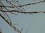 Platanus x acerifolia 