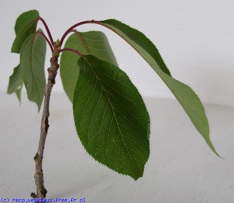 Prunus serrulata 'Kanzan'