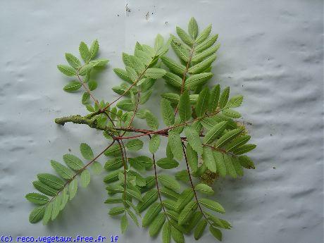 Sorbus aucuparia 