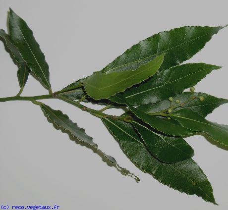 Laurus nobilis 