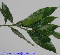 Laurus nobilis 