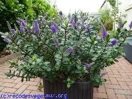 Hebe hebe 'Autumn glory'