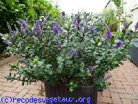 Hebe hebe 'Autumn glory'