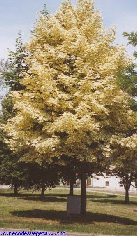 Acer platanoides 'Drummondii'