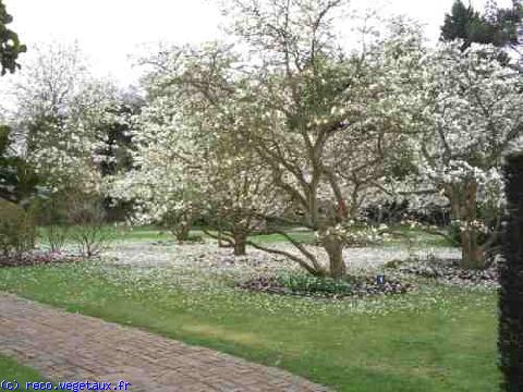 Magnolia x loebeneri 