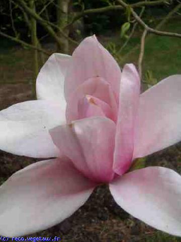 Magnolia x soulangeana 