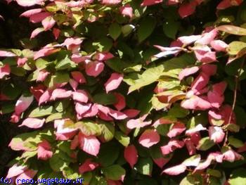 Actinidia kolomikta 