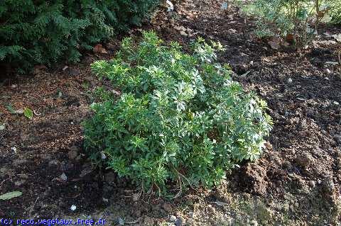 Pieris japonica 