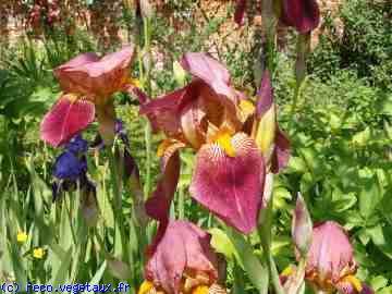 Iris barbata 