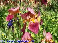 Iris barbata 