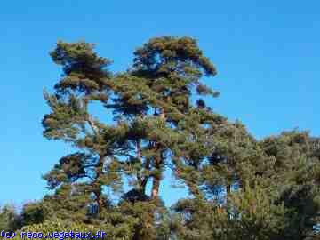 Pinus maritima 