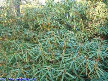 Rhododendron hyderythrum 