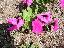 Petunia grandiflora 