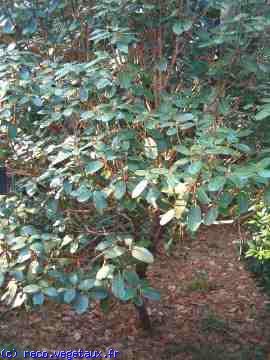 Rhododendron x cerasinum 