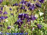 Aquilegia vulgaris 