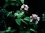 Buddleja crispa 