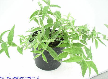 Buddleja loricata 