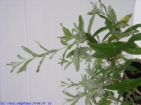 Buddleja alternifolia 'Argentea'