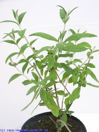 Buddleja globosa 