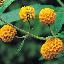 Buddleja globosa 