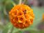 Buddleja globosa 