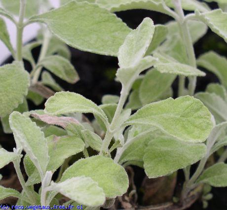 Buddleja marrubifolia 