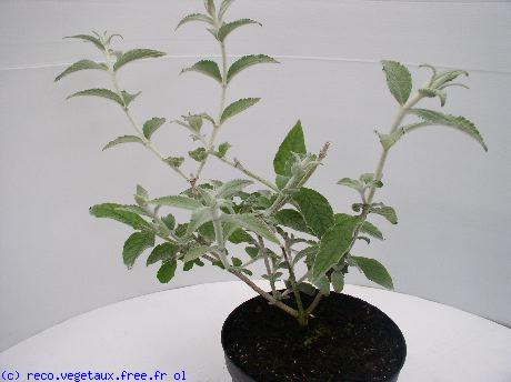 Buddleja nivea 