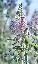 Buddleja officinalis 