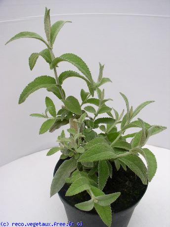 Buddleja myriantha 