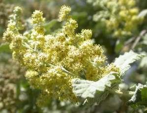 Buddleja glomerata 