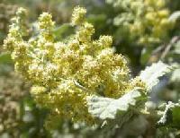 Buddleja glomerata 