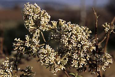 Buddleja auriculata 