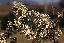 Buddleja auriculata 