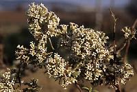 Buddleja auriculata 