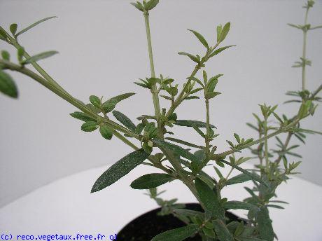 Buddleja saligna 