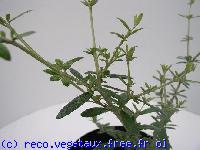 Buddleja saligna 