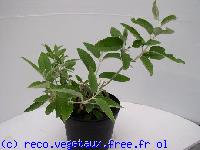 Buddleja madagascariensis 