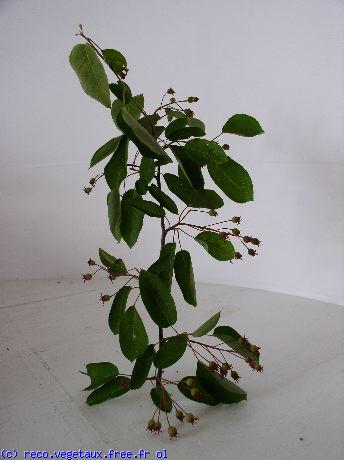 Amelanchier canadensis 