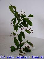 Amelanchier canadensis 