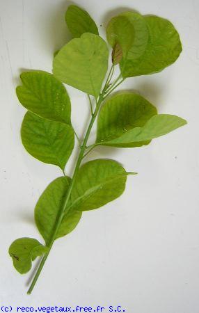 Cotinus coggygria 