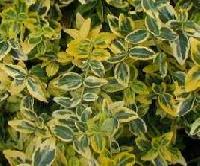 Euonymus fortunei 'Emerald n gold'