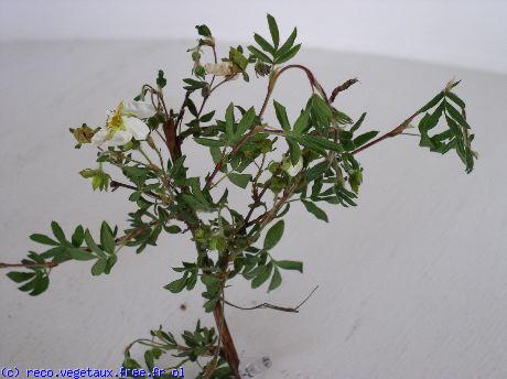 Potentilla fruticosa 'Abbotswood'